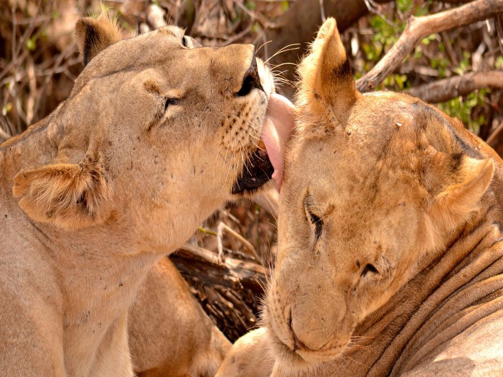 Ikweta Safari Camp Hotel Maua Luaran gambar