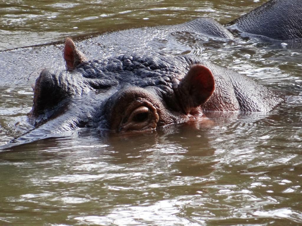 Ikweta Safari Camp Hotel Maua Luaran gambar
